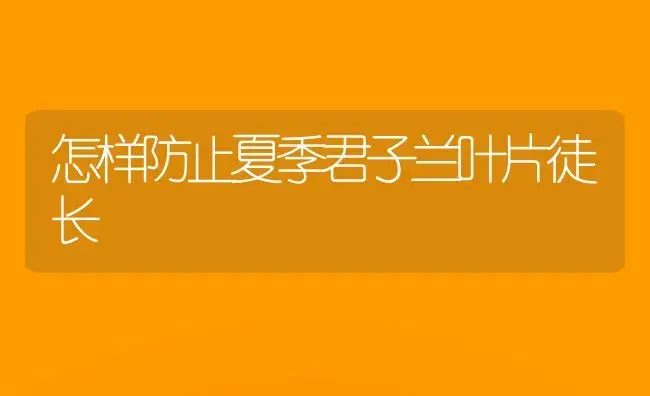 怎样防止夏季君子兰叶片徒长 | 植物科普