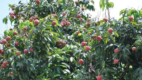 2018种荔枝赚钱吗？荔枝种植的利润与投资成本及前景预测