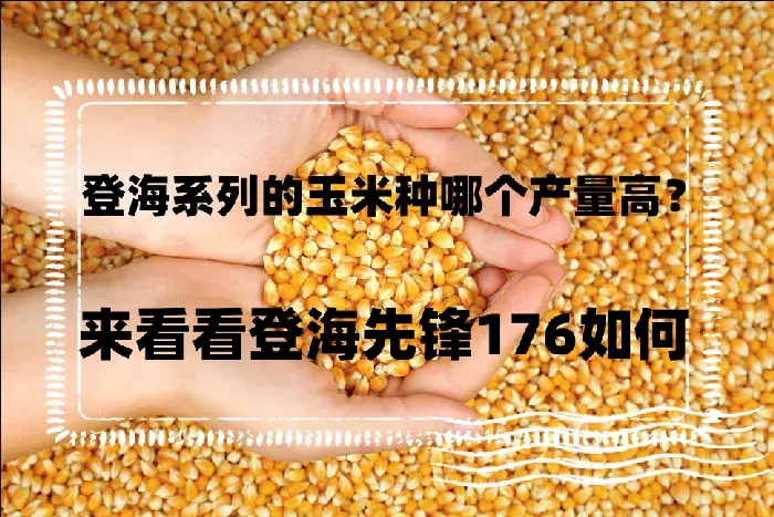 登海系列的玉米种哪个产量高？来看看登海先锋176如何？