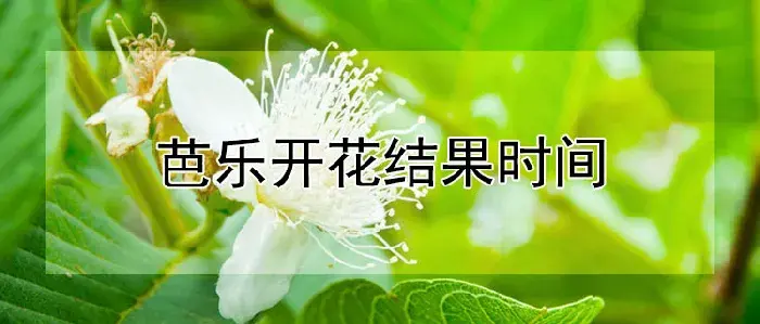 芭乐开花结果时间