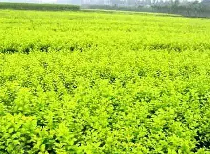 女贞种植的常见害虫白腊蚧的防治措施介绍