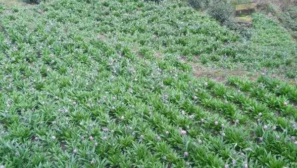 川贝母种植条件