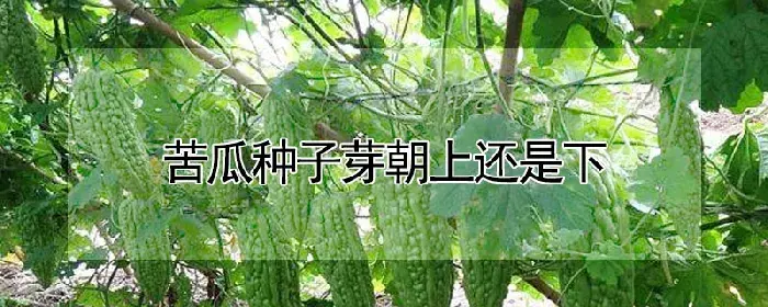 苦瓜种子芽朝上还是下