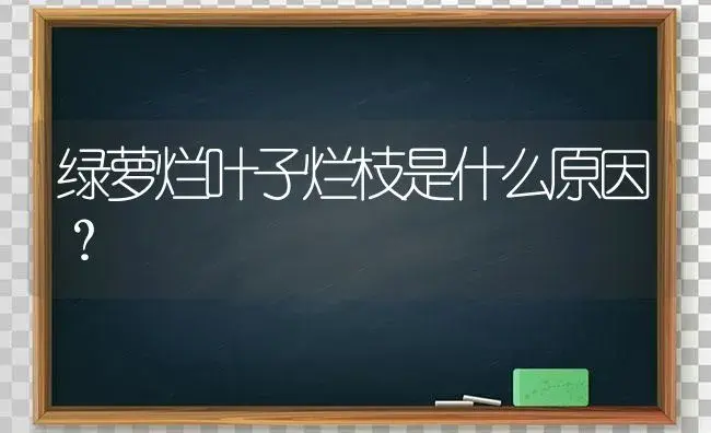 绿萝烂叶子烂枝是什么原因？ | 植物问答