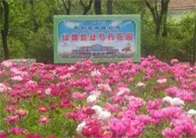 虎林绿都芍药花文化节吸引万余民众