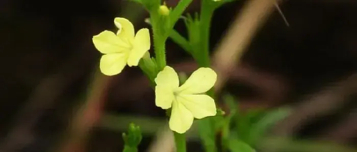 独脚金种植技术，3月底至4月初播种