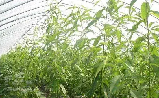 大棚油桃种植管理技术，可在桃林中建棚，也可建棚后移栽