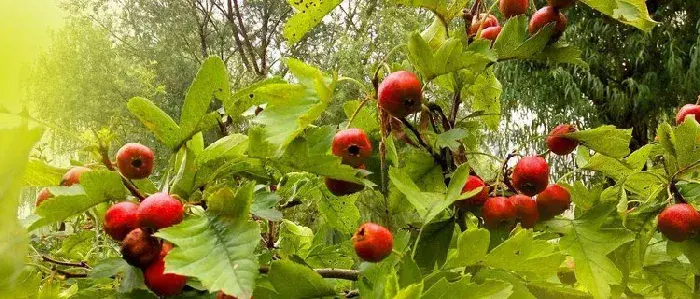 山楂种植条件