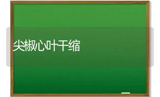 尖椒心叶干缩 | 植物科普