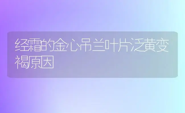 经霜的金心吊兰叶片泛黄变褐原因 | 植物知识