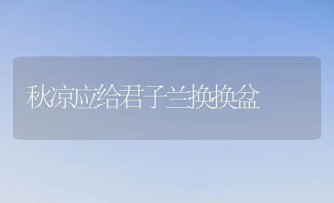 秋凉应给君子兰换换盆 | 植物科普