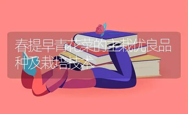 春提早青花菜的主栽优良品种及栽培技术 | 植物百科