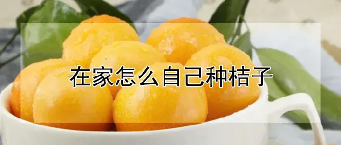 在家怎么自己种桔子
