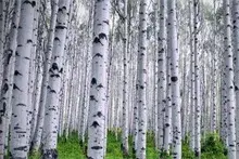 杨树的种植技术