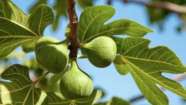 2018种无花果赚钱吗？无花果种植的利润与投资成本及前景预测