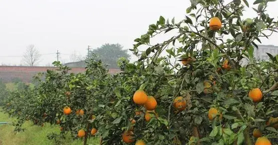 青秋脐橙品种介绍和前景