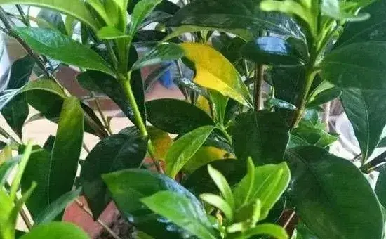 夏季栀子花老黄叶怎么办？做好这三点就可以轻松解决！