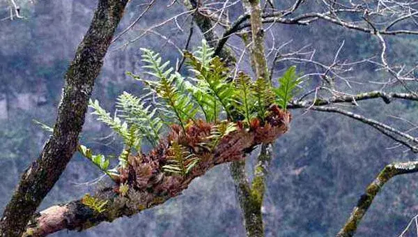 骨碎补种植方法技术