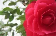 宜宾茶花销量平稳价格比去年微跌