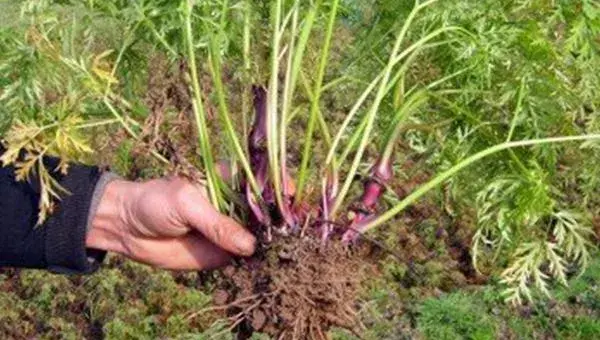 川芎种植技术 川芎种植时间及方法