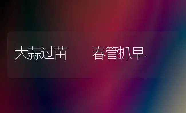 大蒜过苗  春管抓早 | 植物百科