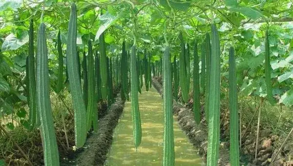 丝瓜的科学种植技术 丝瓜怎么种