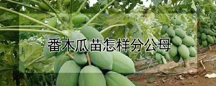 番木瓜苗怎样分公母