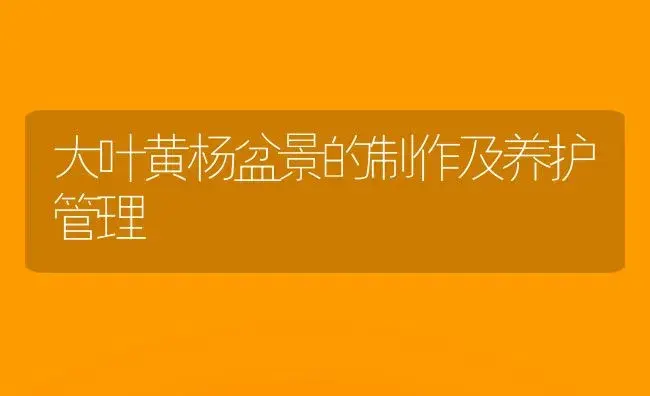大叶黄杨盆景的制作及养护管理 | 植物科普