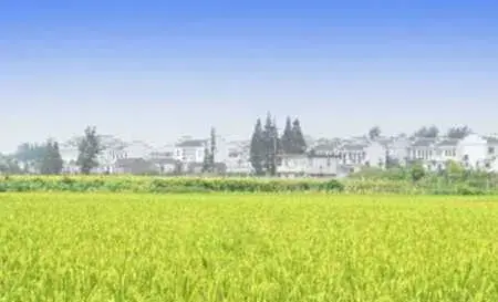 种水稻的旱育秧技术要点