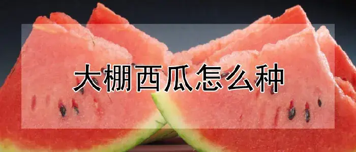 大棚西瓜怎么种