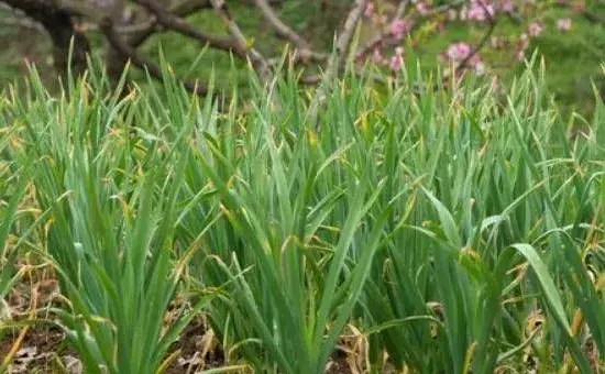 大蒜什么时候种植比较好？有钱赚嘛