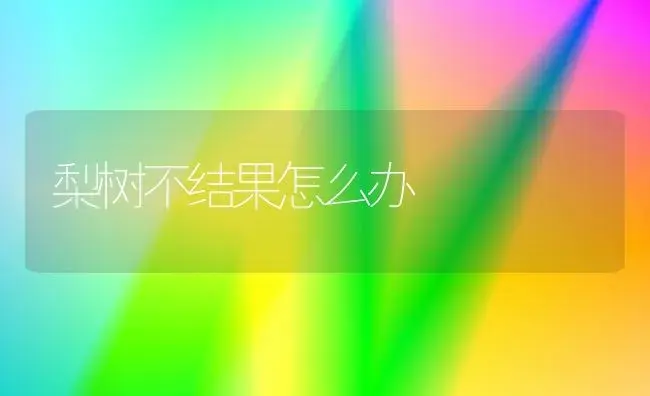 梨树不结果怎么办 | 植物百科