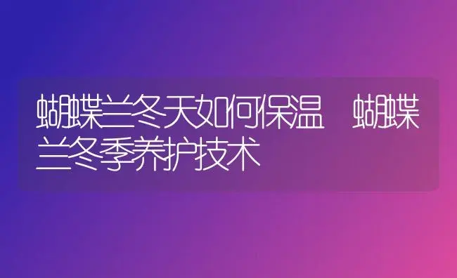 蝴蝶兰冬天如何保温 蝴蝶兰冬季养护技术 | 植物科普