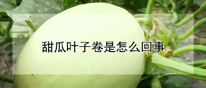 甜瓜叶子卷是怎么回事