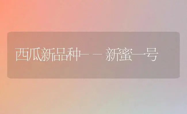 西瓜新品种--新蜜一号 | 植物科普