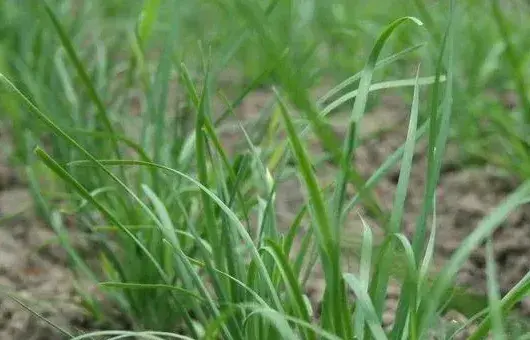 大暑之期，适宜种植的蔬菜有哪些呢？