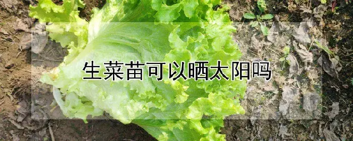 生菜苗可以晒太阳吗