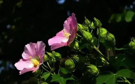 木芙蓉的养殖技术及养护方法