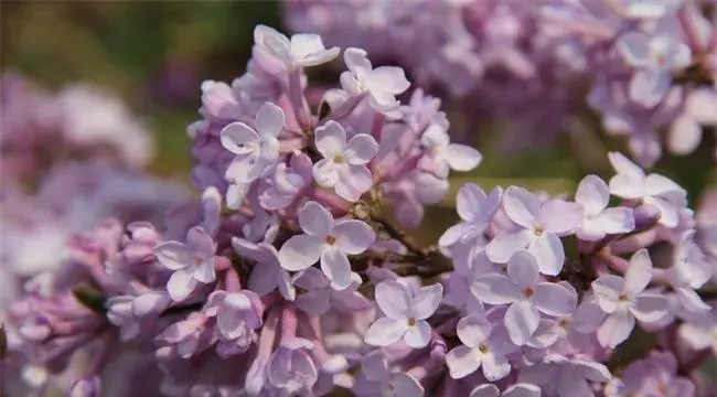 芫花怎么种