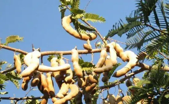 高产酸角需要掌握的种植技术有哪些？
