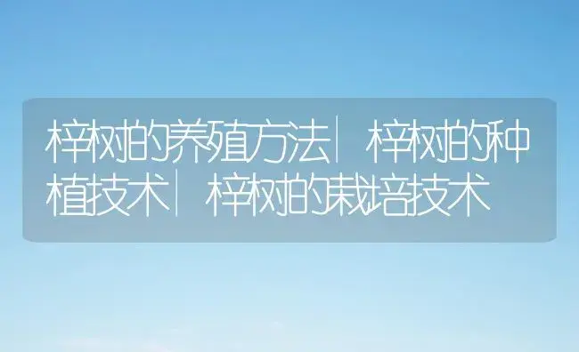 梓树的养殖方法|梓树的种植技术|梓树的栽培技术 | 植物科普