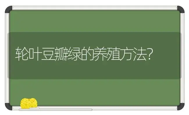 轮叶豆瓣绿的养殖方法？ | 植物问答