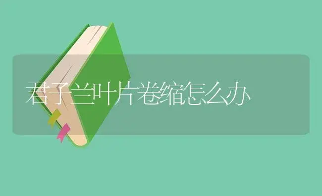 君子兰叶片卷缩怎么办 | 植物知识