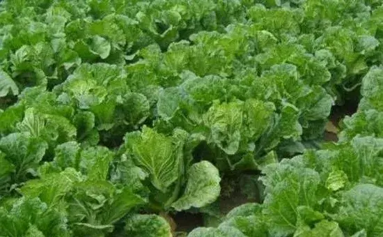 大白菜菜螟的为害特点及防治方法