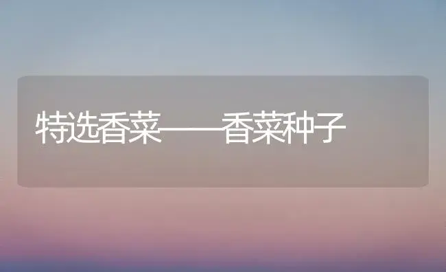 特选香菜――香菜种子 | 植物科普