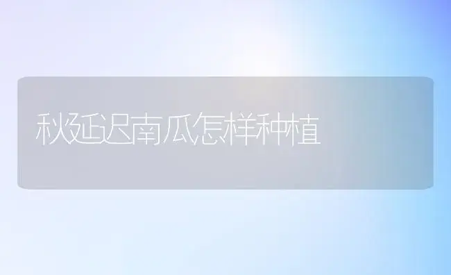 秋延迟南瓜怎样种植 | 植物科普