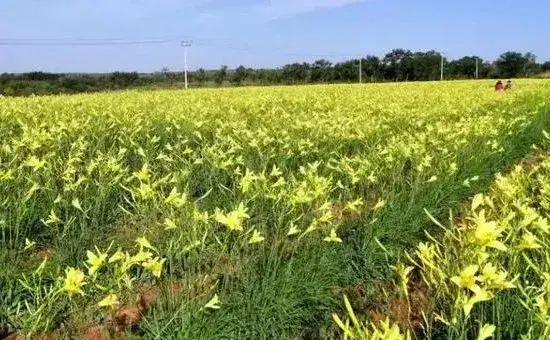 黄花菜什么时候种植，种植技术介绍