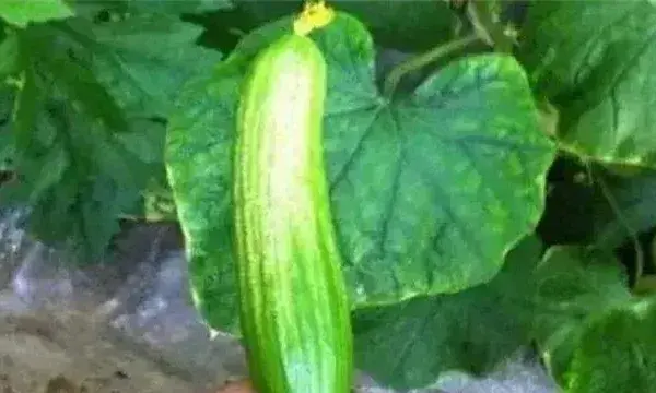 黄瓜皴皮的原因及防治方法