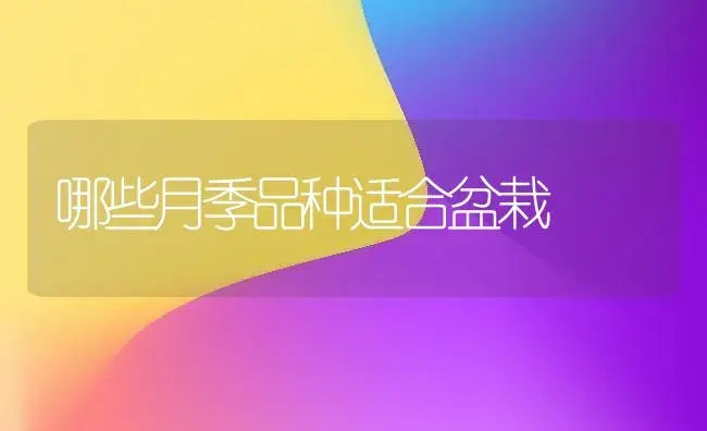 哪些月季品种适合盆栽 | 植物知识