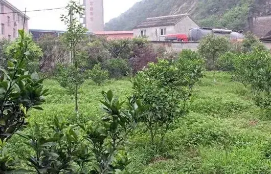 寒露前后果树的管理要点